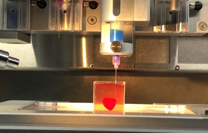Første-3-D-hjerte Israelske forskere har formået at 3D-printe det første hjerte. Testhjertet er på størrelse med et kaninhjerte. (Foto: Tal Dvir)